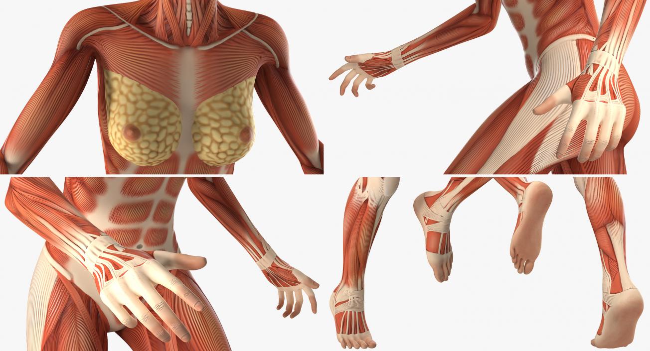 Running Woman Muscular System Anatomy 3D