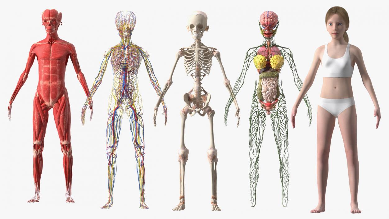 3D model Complete Human Anatomy Collection 2