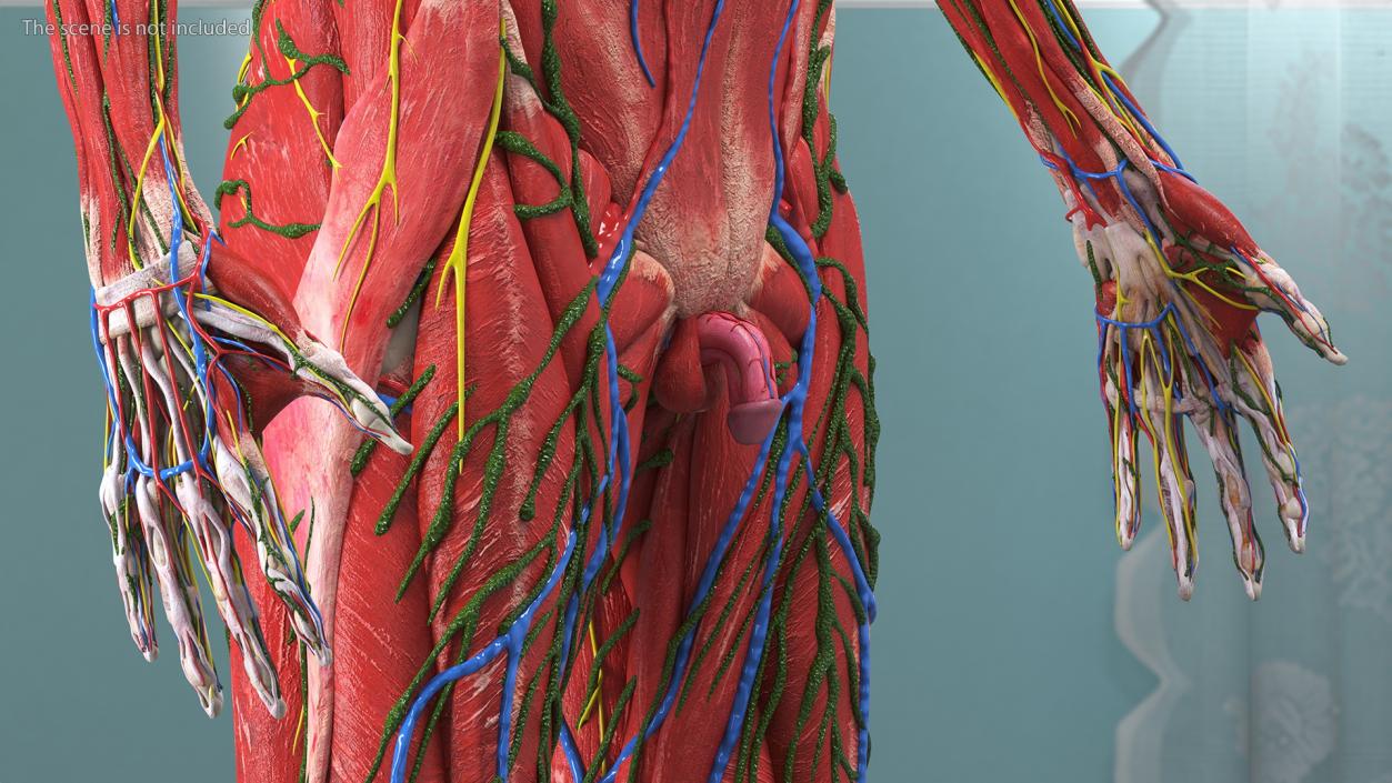 3D model Complete Human Anatomy Collection 2