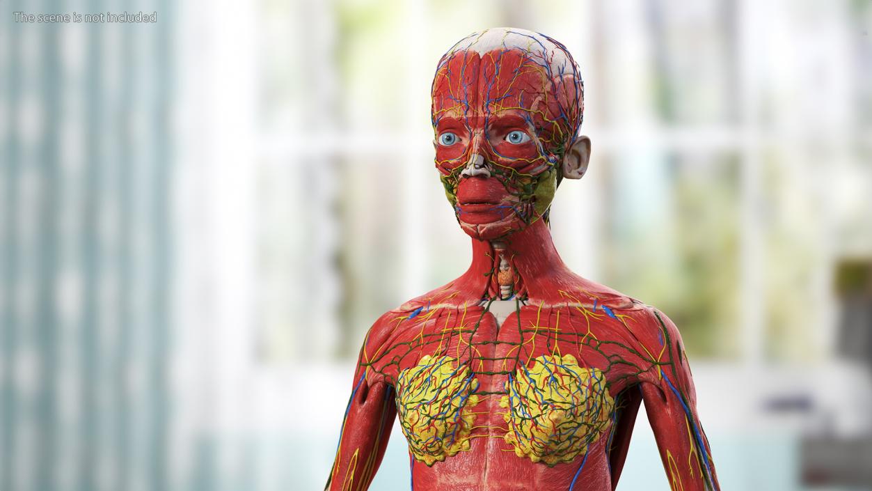 3D model Complete Human Anatomy Collection 2