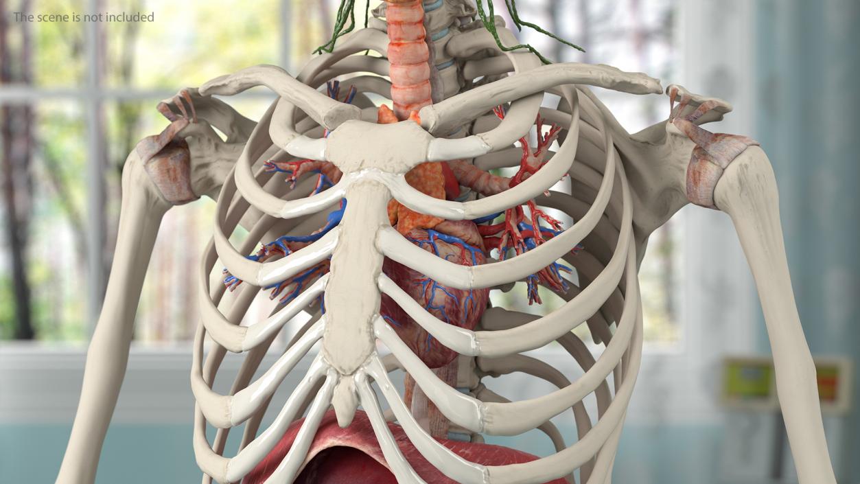 3D model Complete Human Anatomy Collection 2