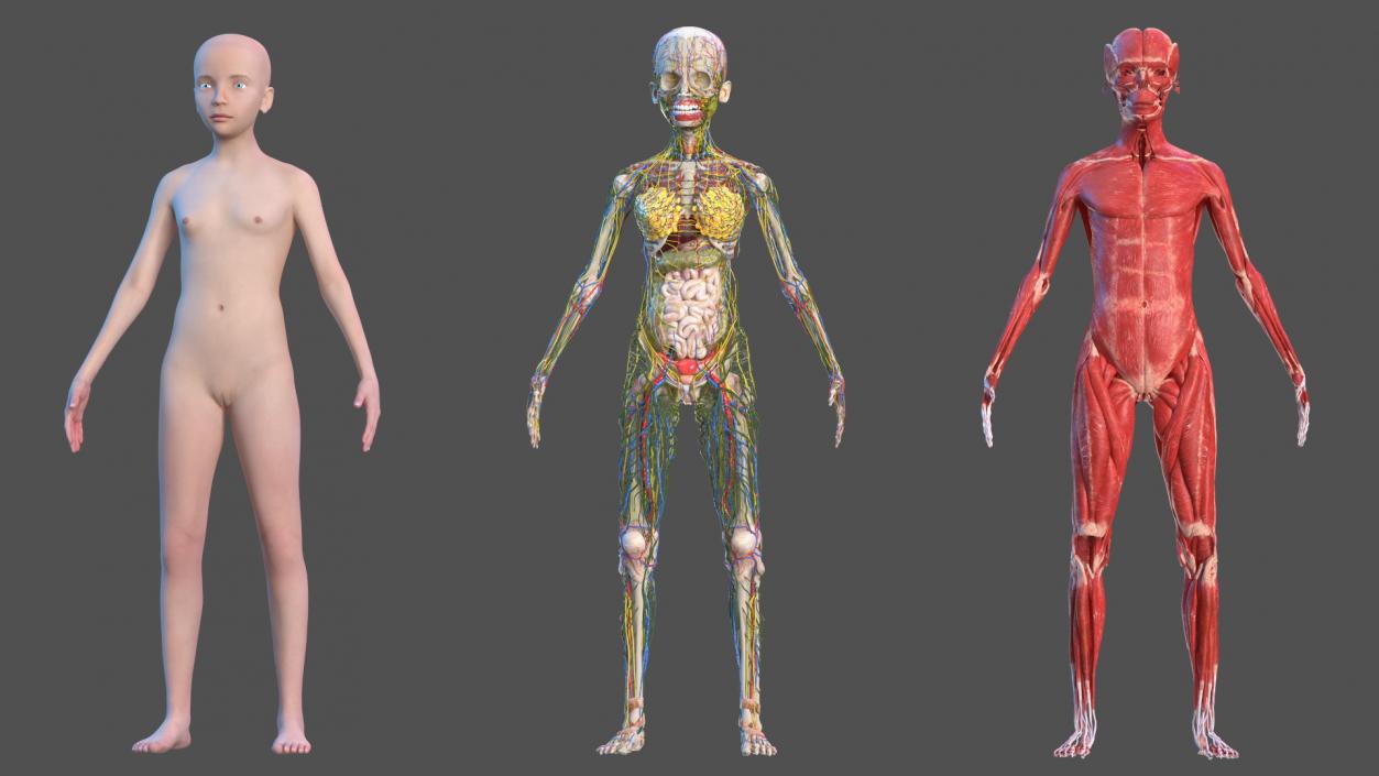 3D model Complete Human Anatomy Collection 2