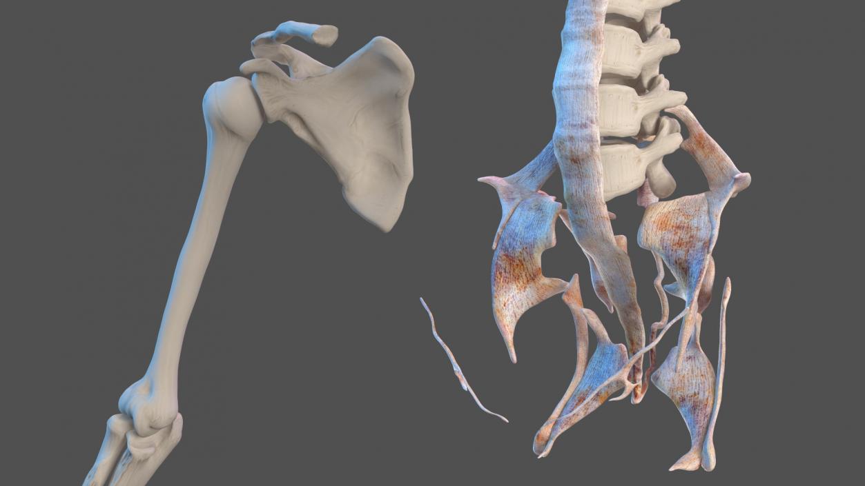 3D model Complete Human Anatomy Collection 2