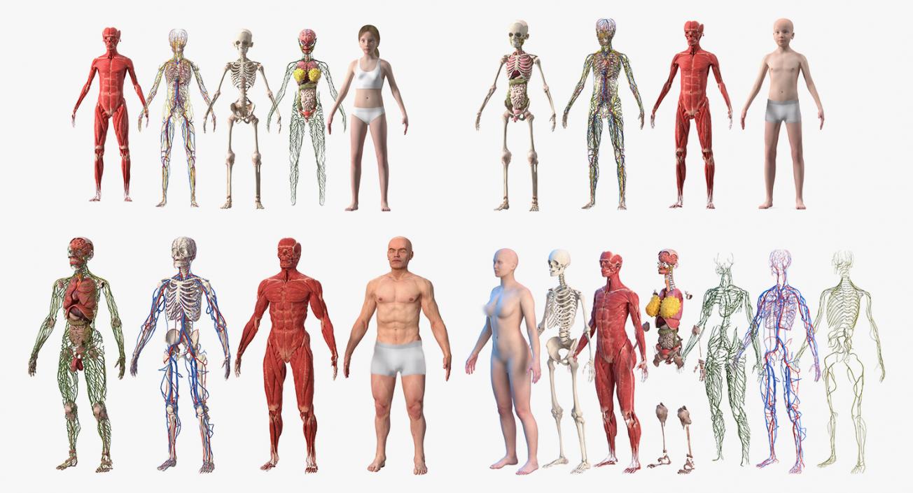 3D model Complete Human Anatomy Collection 2