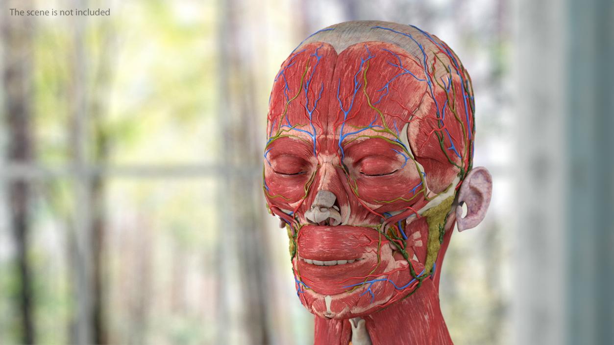 3D model Complete Human Anatomy Collection 2