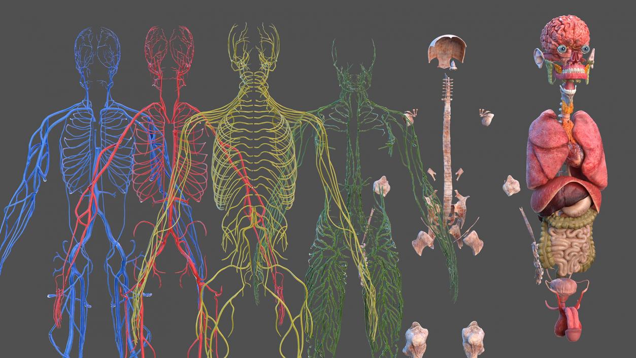 3D model Complete Human Anatomy Collection 2