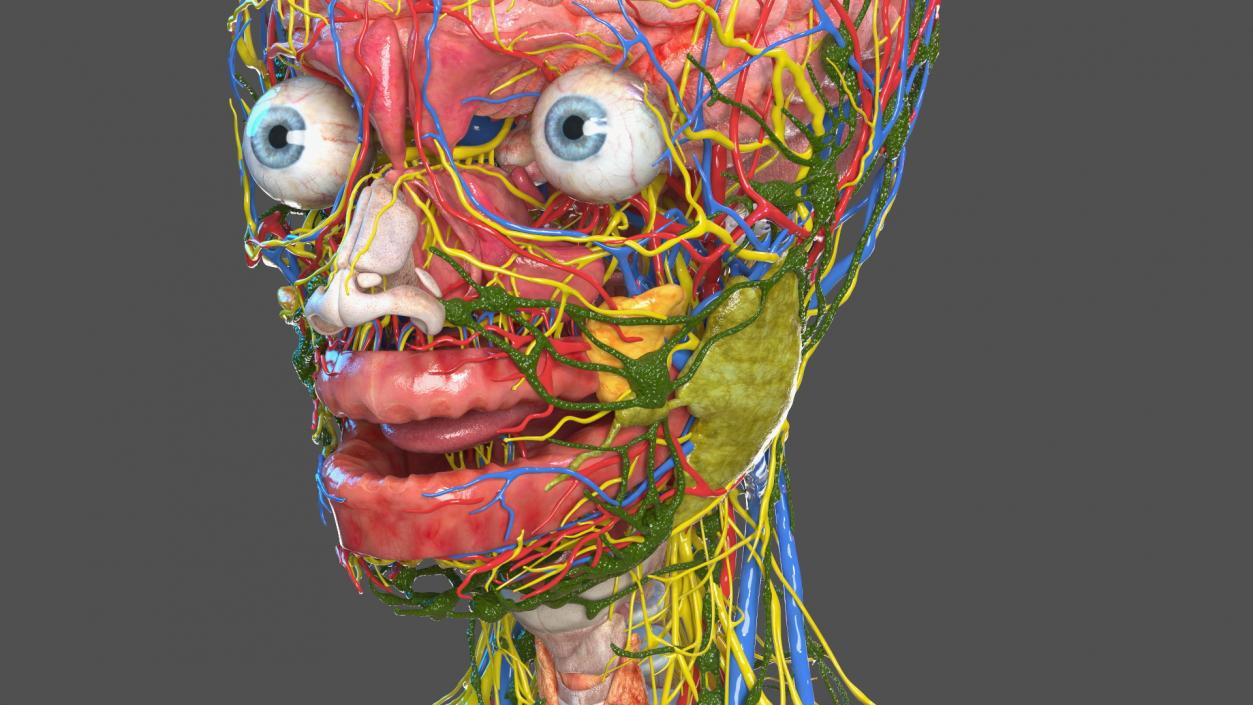 3D model Complete Human Anatomy Collection 2