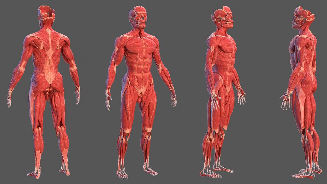 3D model Complete Human Anatomy Collection 2