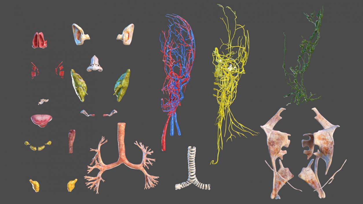 3D model Complete Human Anatomy Collection 2