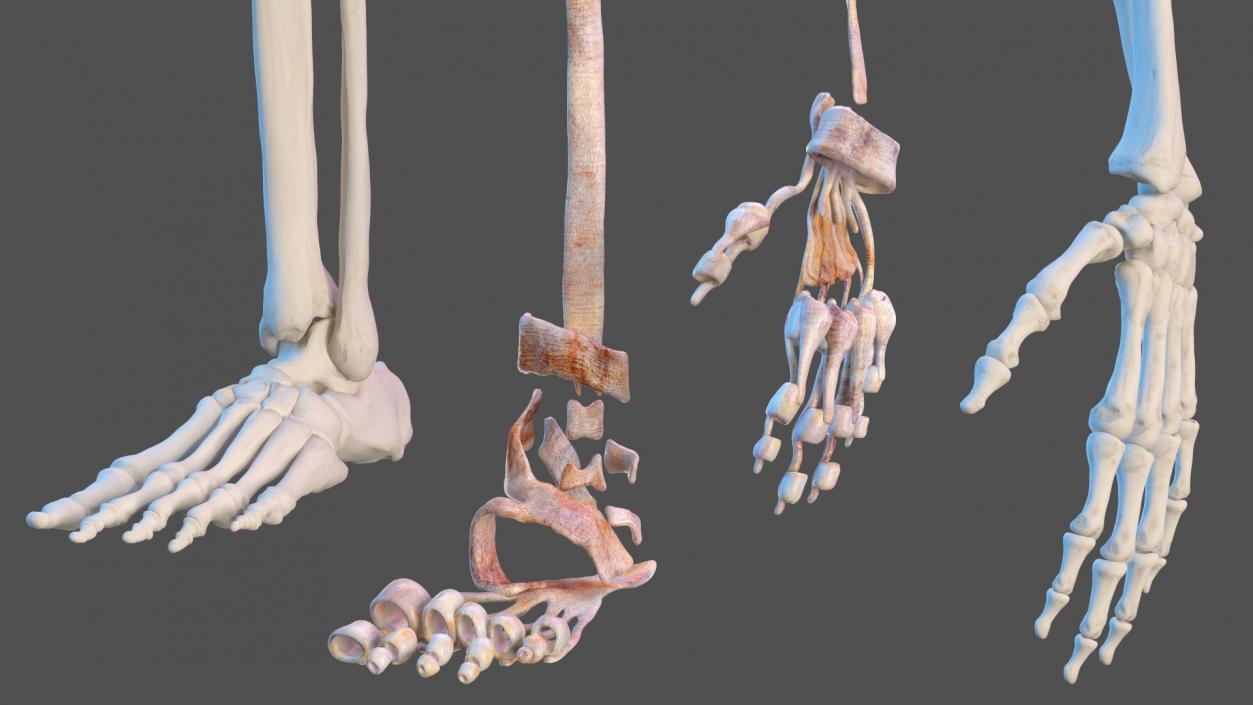 3D model Complete Human Anatomy Collection 2