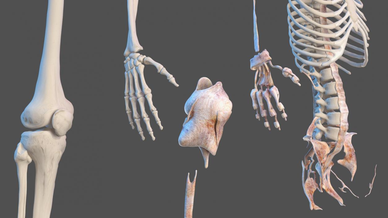 3D model Complete Human Anatomy Collection 2