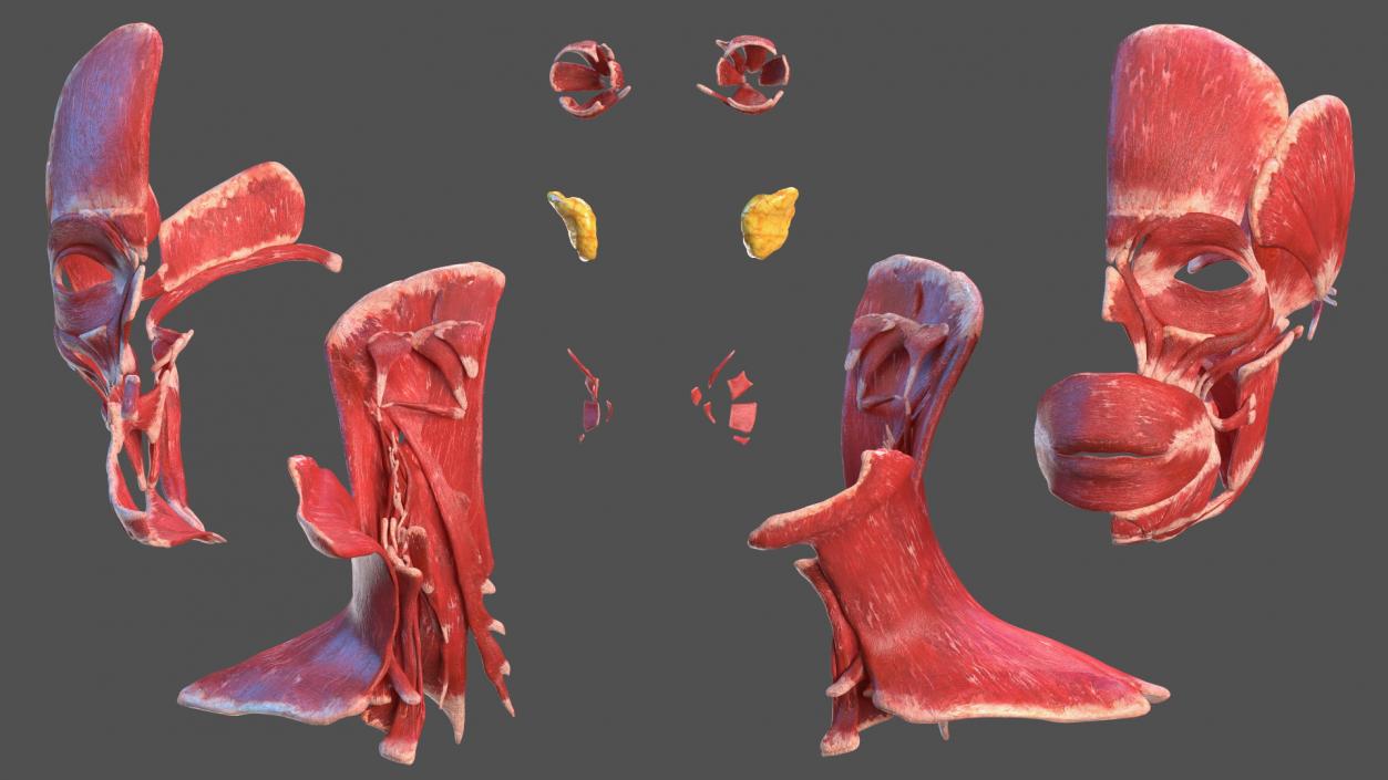 3D model Complete Human Anatomy Collection 2