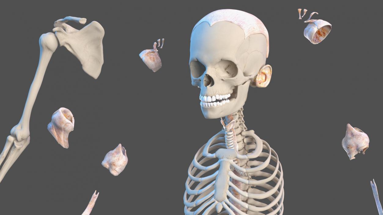 3D model Complete Human Anatomy Collection 2