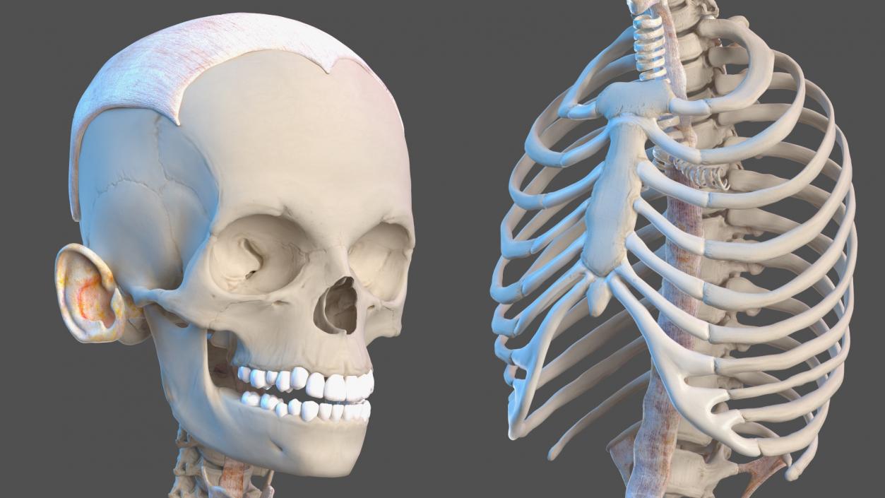 3D model Complete Human Anatomy Collection 2