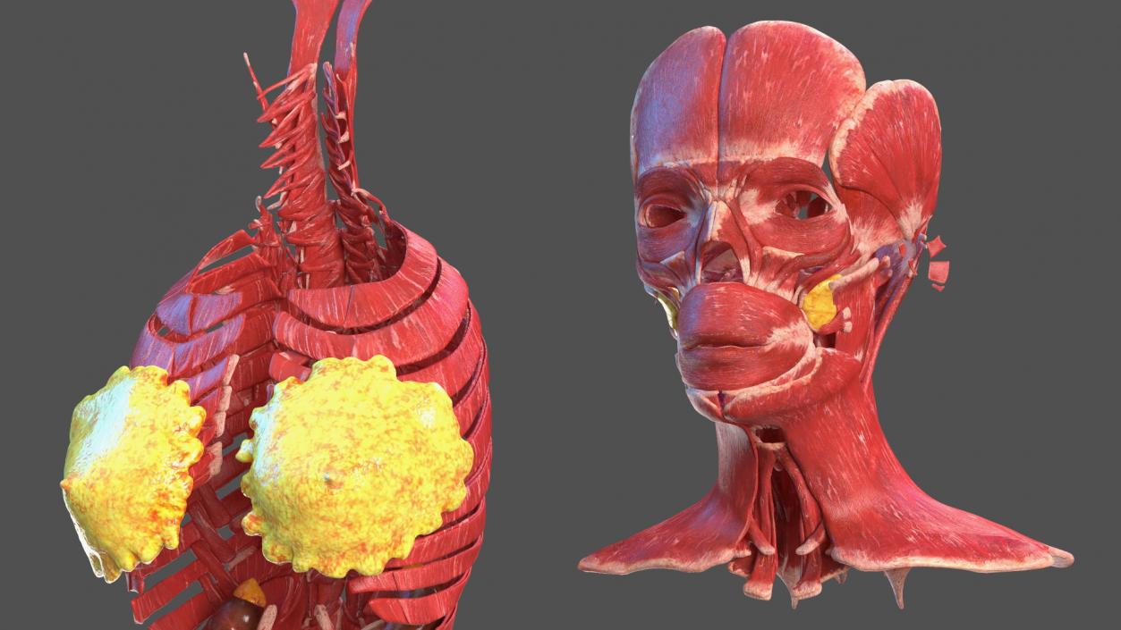 3D model Complete Human Anatomy Collection 2