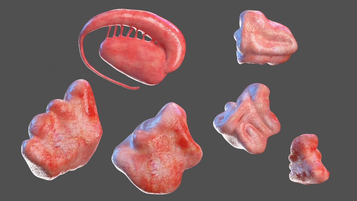 3D model Complete Human Anatomy Collection 2