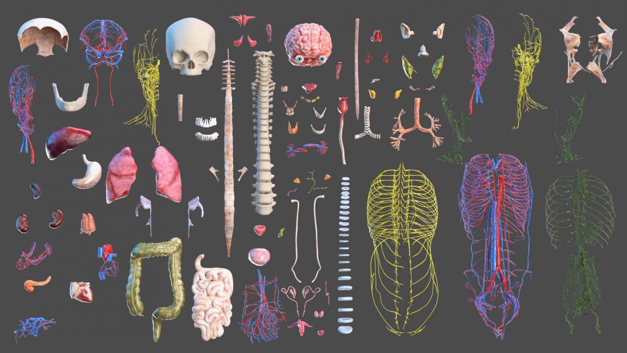 3D model Complete Human Anatomy Collection 2