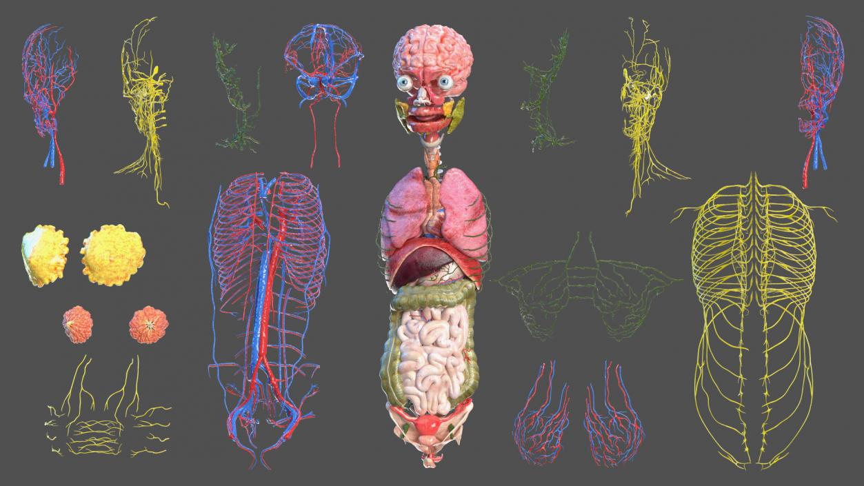 3D model Complete Human Anatomy Collection 2