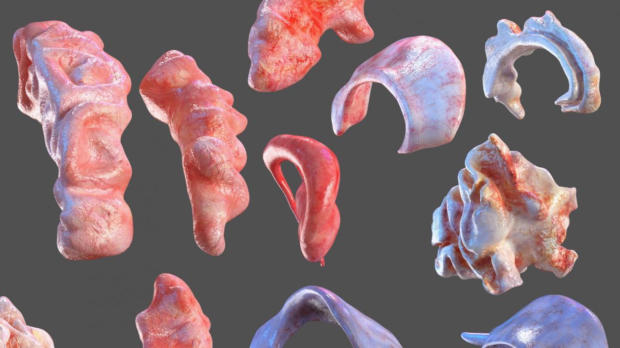 3D model Complete Human Anatomy Collection 2