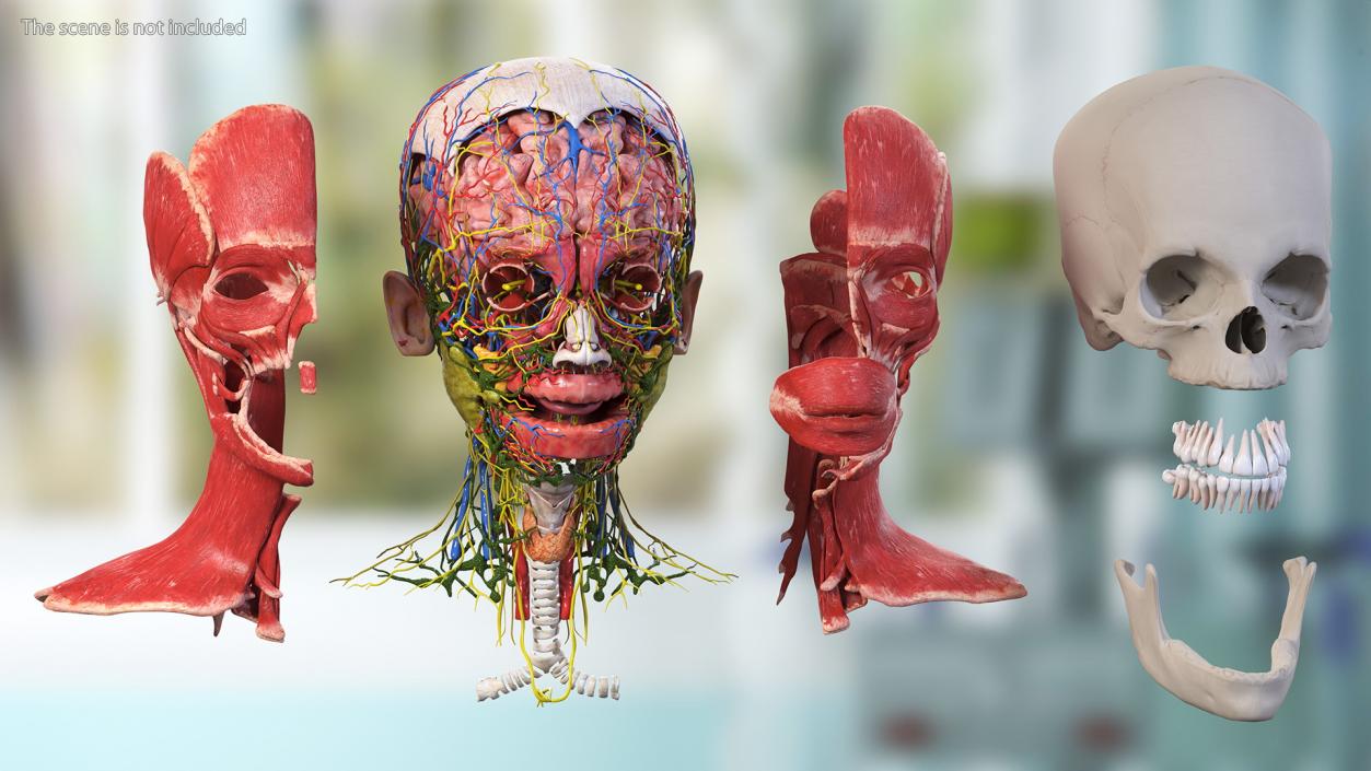 3D model Complete Human Anatomy Collection 2