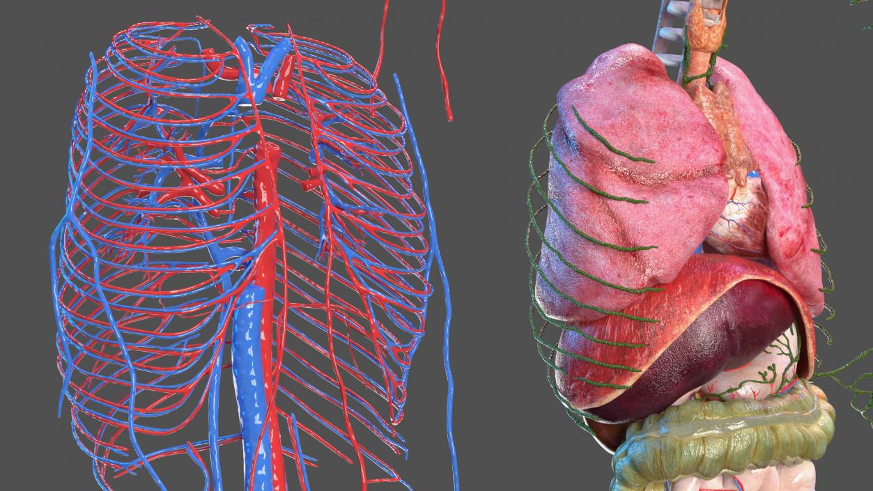 3D model Complete Human Anatomy Collection 2