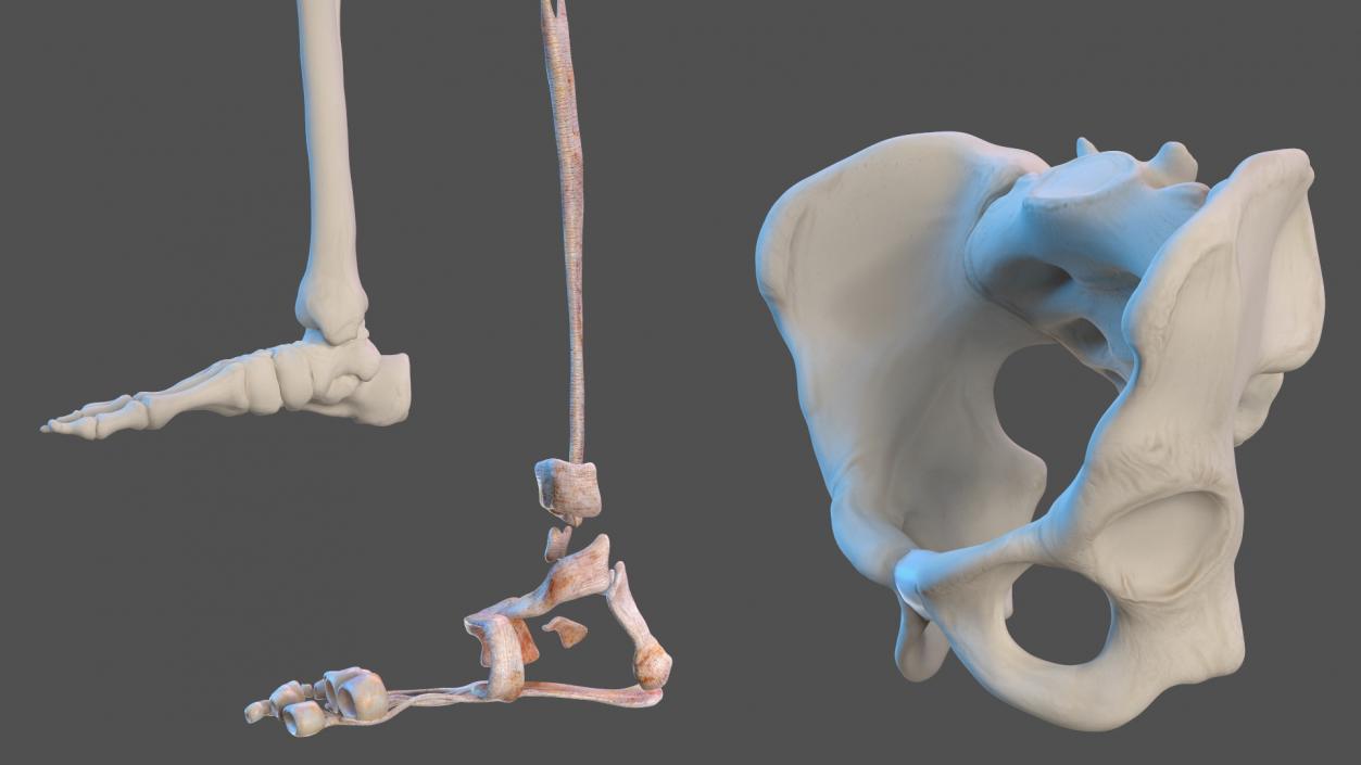 3D model Complete Human Anatomy Collection 2