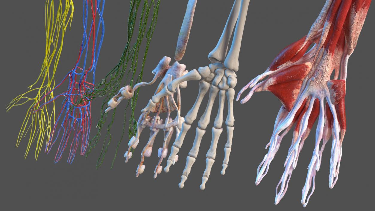 3D model Complete Human Anatomy Collection 2