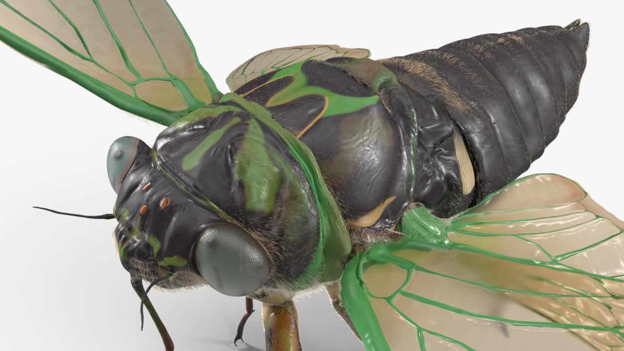 3D Cicada Pose Takeoff Fur model