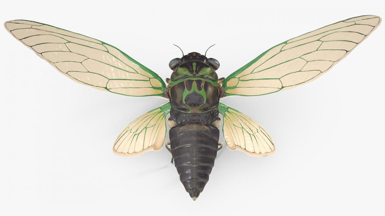 3D Cicada Pose Takeoff Fur model