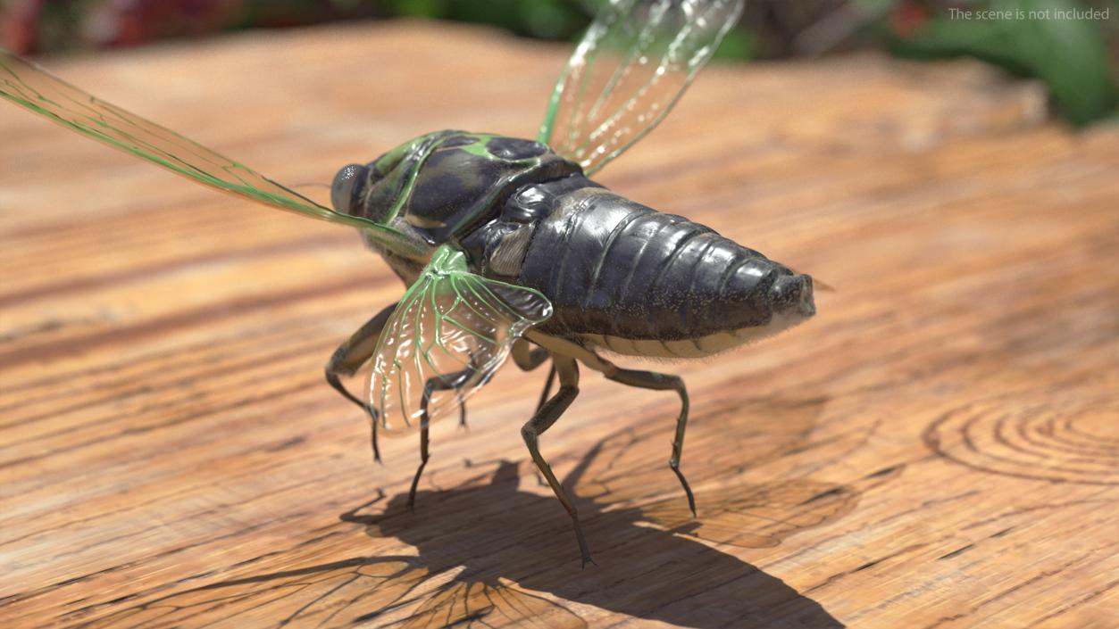 3D Cicada Pose Takeoff Fur model