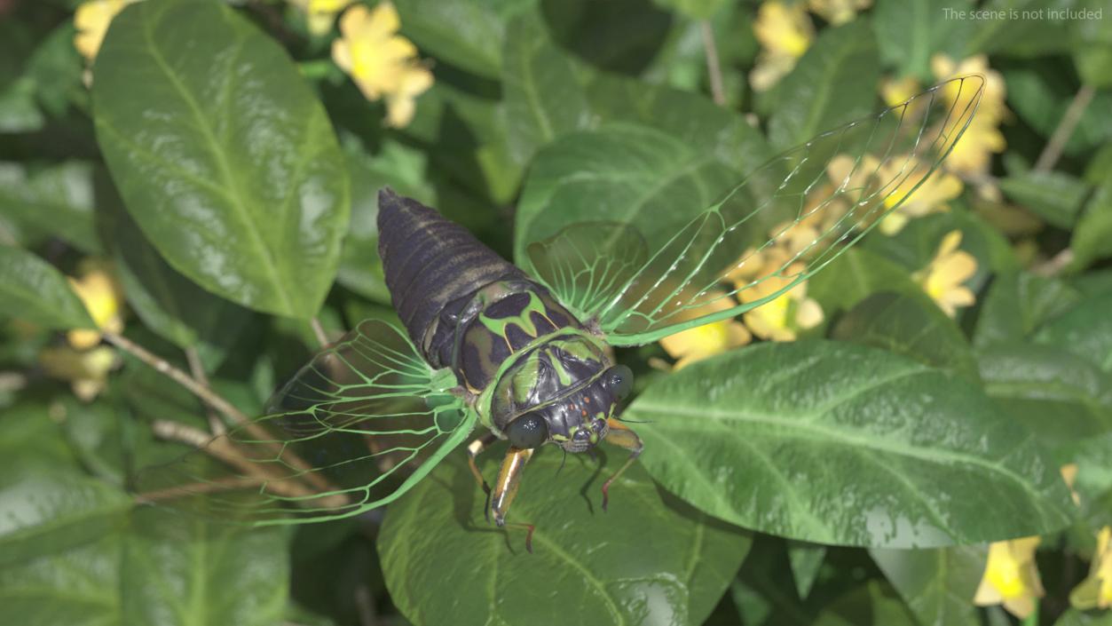 3D Cicada Pose Takeoff Fur model