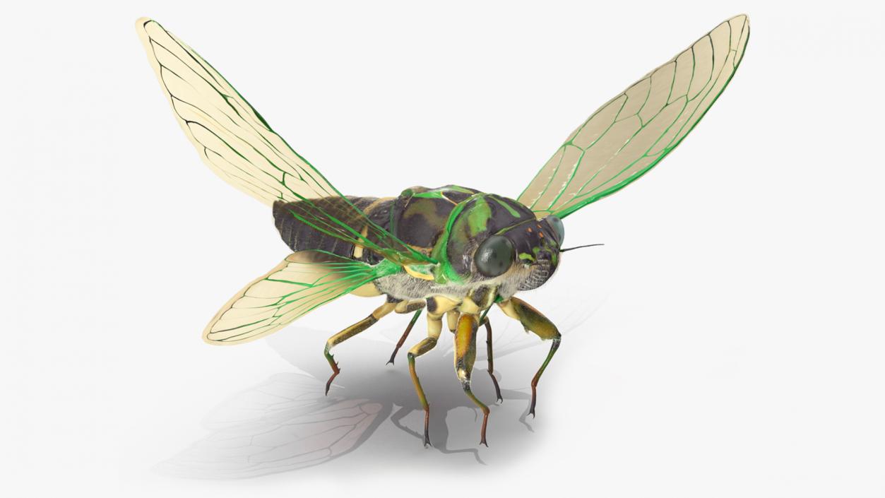 3D Cicada Pose Takeoff Fur model