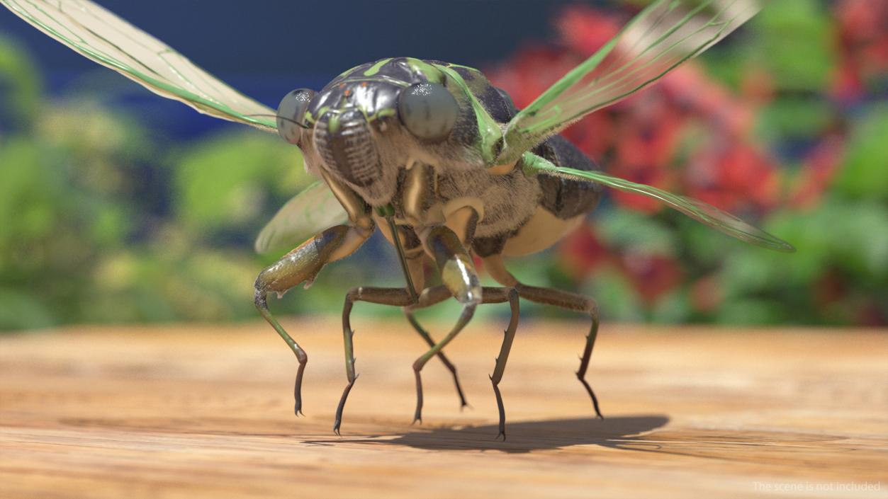 3D Cicada Pose Takeoff Fur model