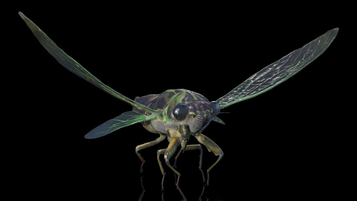 3D Cicada Pose Takeoff Fur model