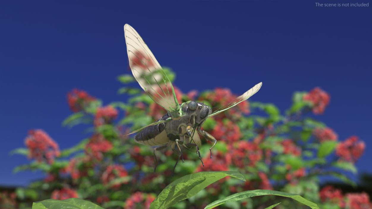 3D Cicada Pose Takeoff Fur model