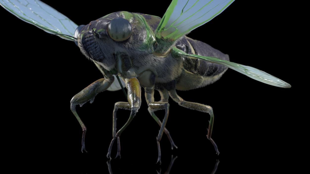 3D Cicada Pose Takeoff Fur model