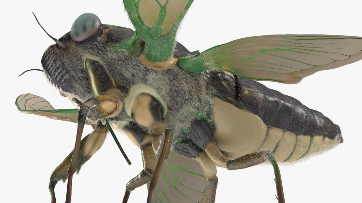 3D Cicada Pose Takeoff Fur model