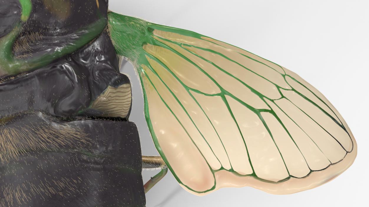 3D Cicada Pose Takeoff Fur model