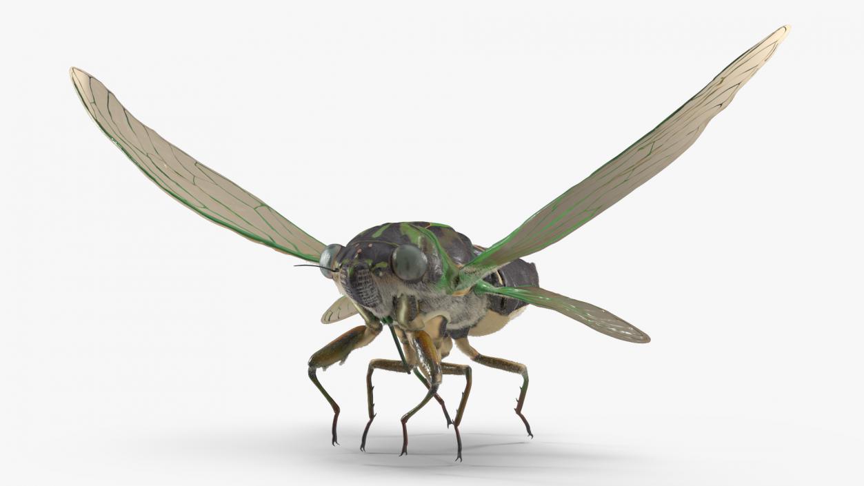 3D Cicada Pose Takeoff Fur model