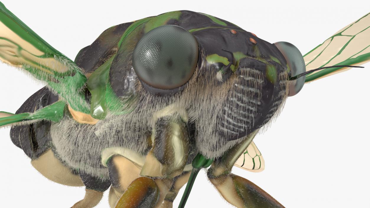 3D Cicada Pose Takeoff Fur model