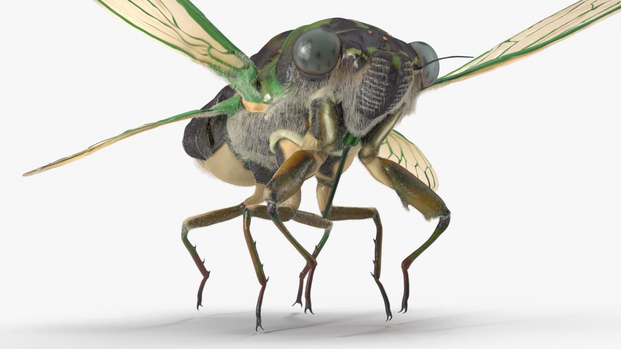 3D Cicada Pose Takeoff Fur model