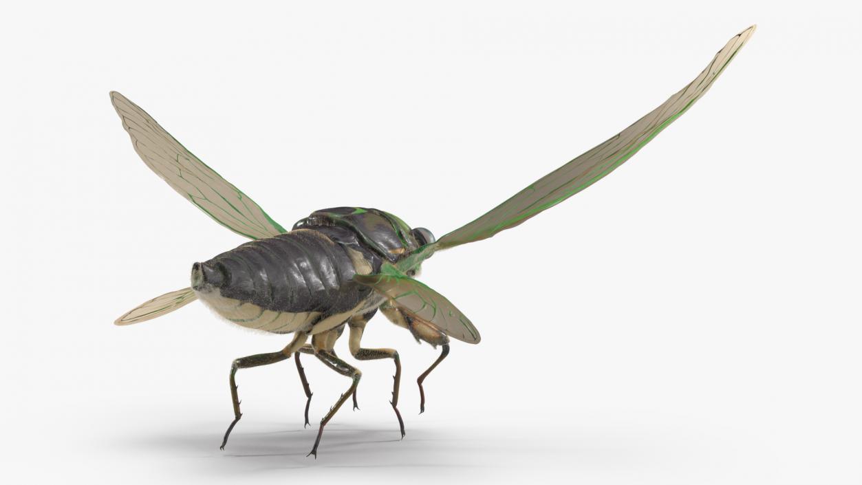 3D Cicada Pose Takeoff Fur model