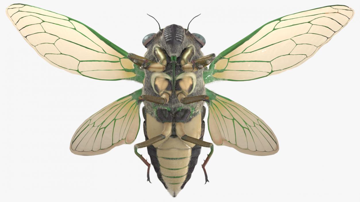 3D Cicada Pose Takeoff Fur model