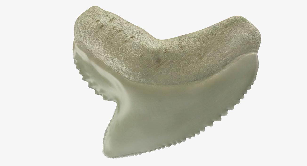 3D Tiger Shark Tooth Galeocerdo Aduncus