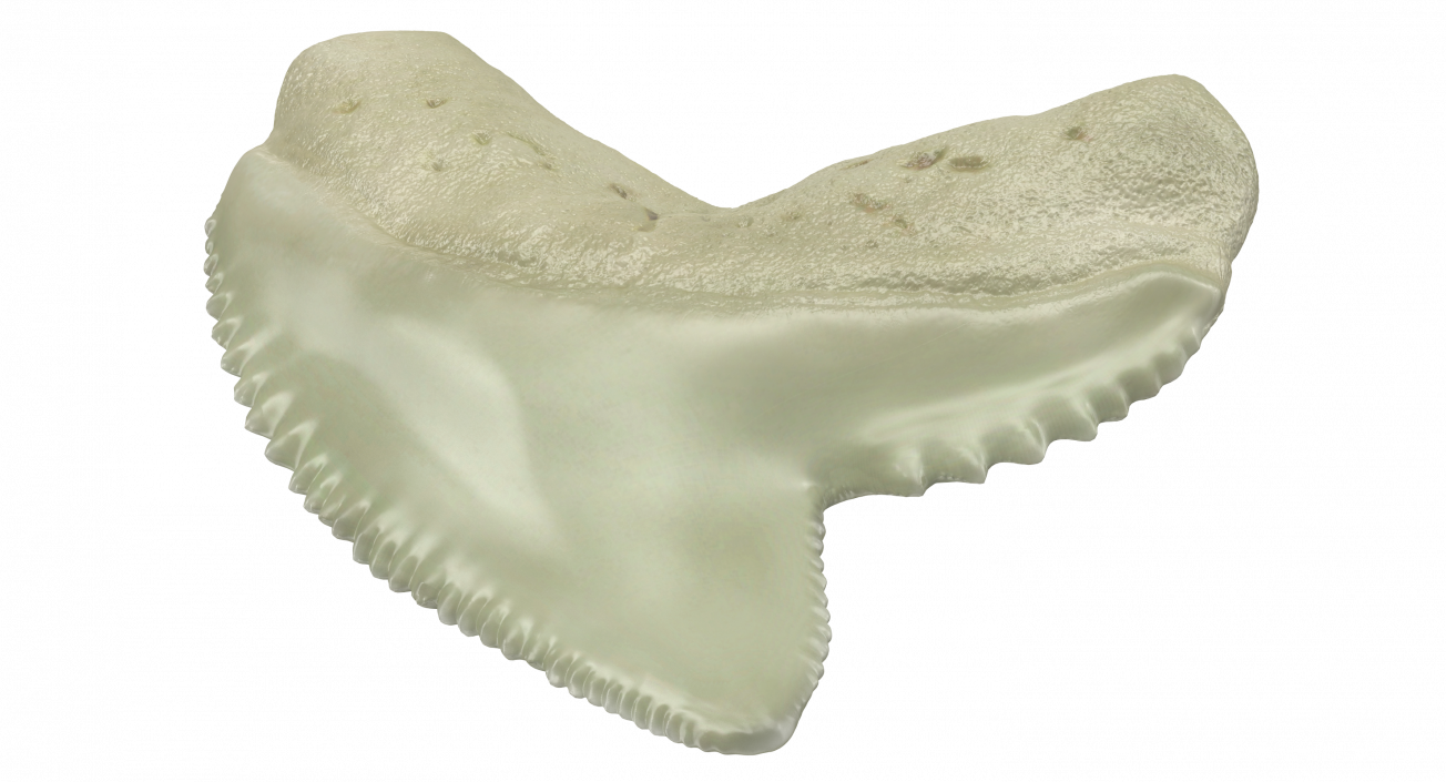 3D Tiger Shark Tooth Galeocerdo Aduncus