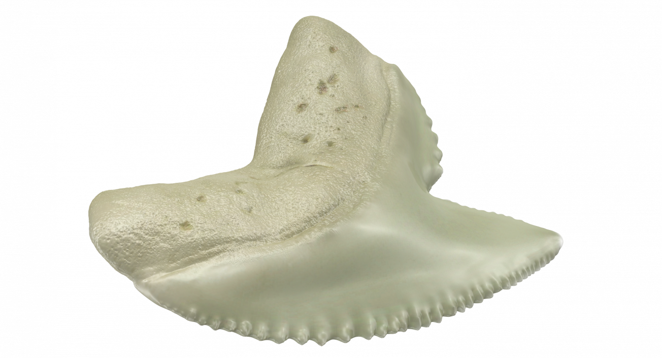 3D Tiger Shark Tooth Galeocerdo Aduncus