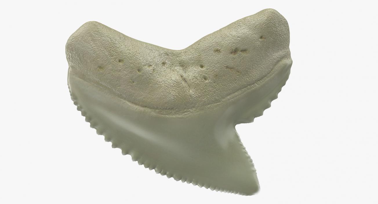 3D Tiger Shark Tooth Galeocerdo Aduncus