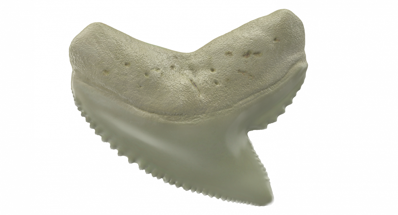 3D Tiger Shark Tooth Galeocerdo Aduncus