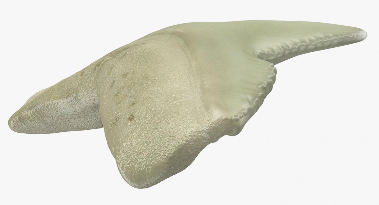 3D Tiger Shark Tooth Galeocerdo Aduncus