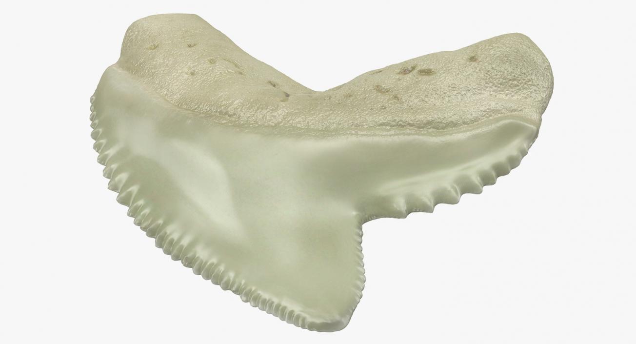 3D Tiger Shark Tooth Galeocerdo Aduncus